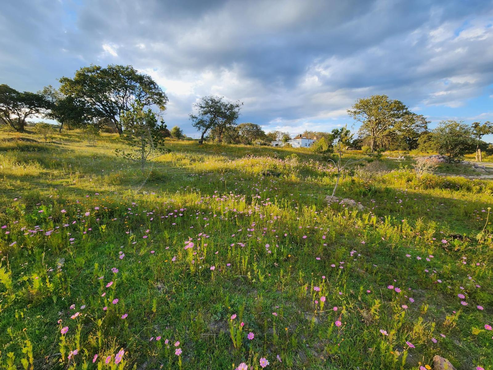 Venta  de Terrenos 1ha, Fracc Vergel de la Sierra, Sierra de Lobos León Gto