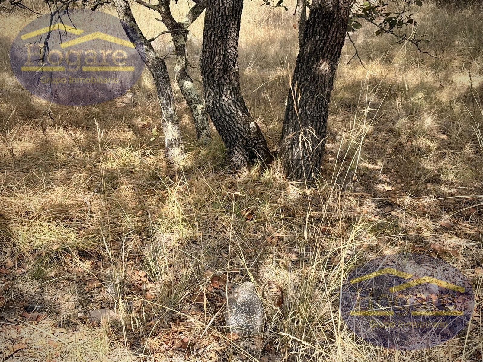 Terreno en Venta Vergel de la Sierra, León Gto